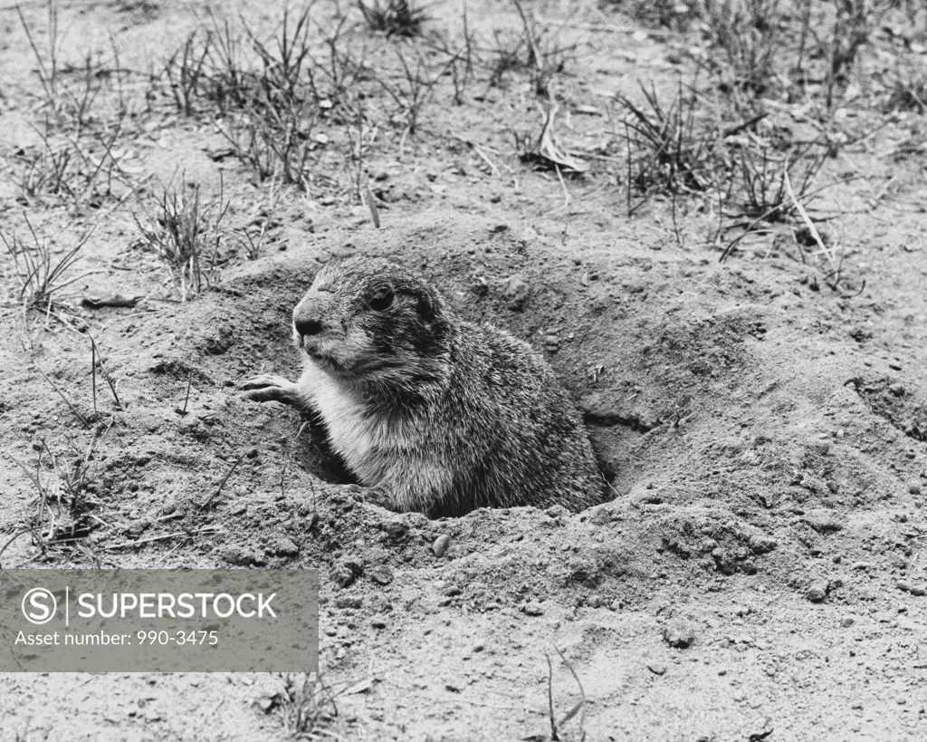 High angle view of a prairie dog peeking out from a hole
