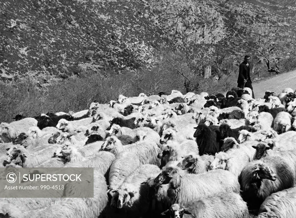 Greece, man leading flock of sheep