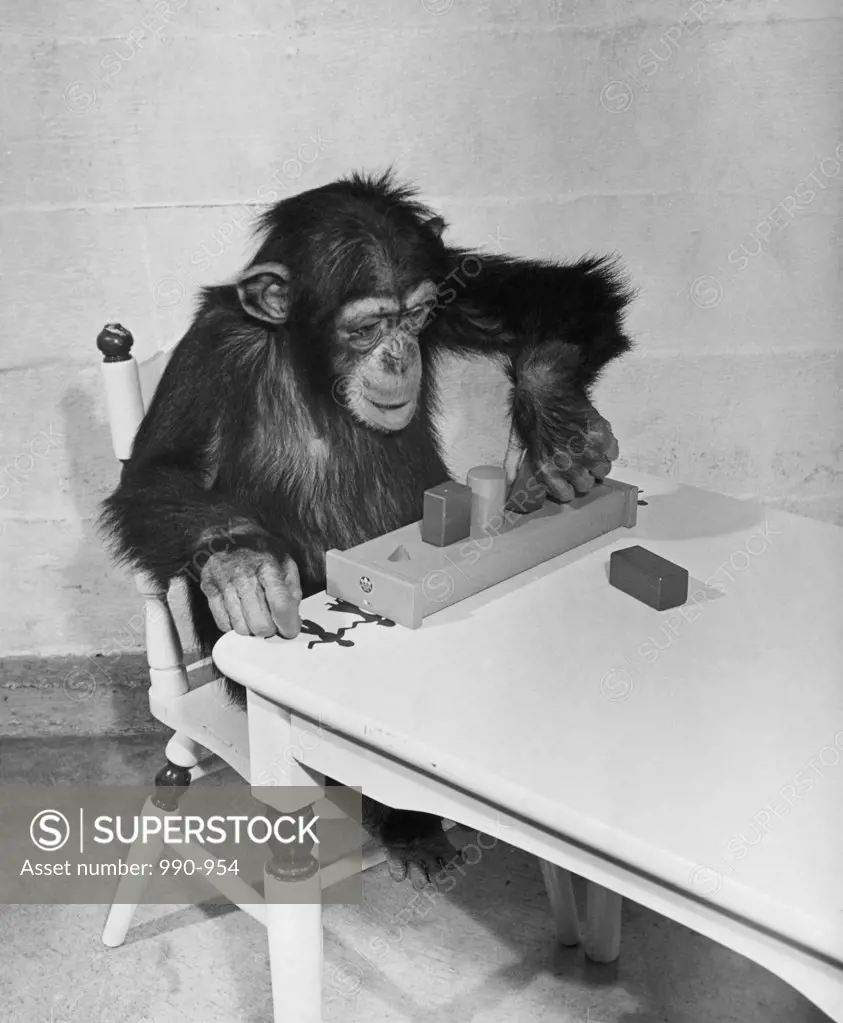 High angle view of a chimpanzee sitting on a chair and playing with blocks
