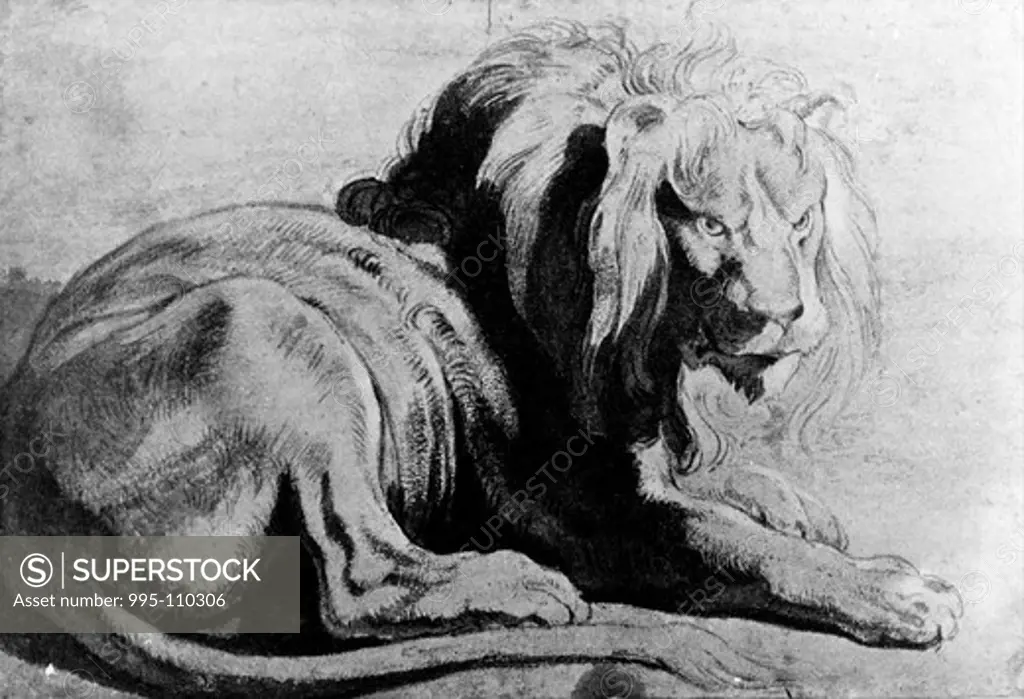 Nature Study of resting lion for painting Daniel In The Lion's Den, circa 1614-1618, England, London, British Museum, Collection of the Duke Of Hamilton