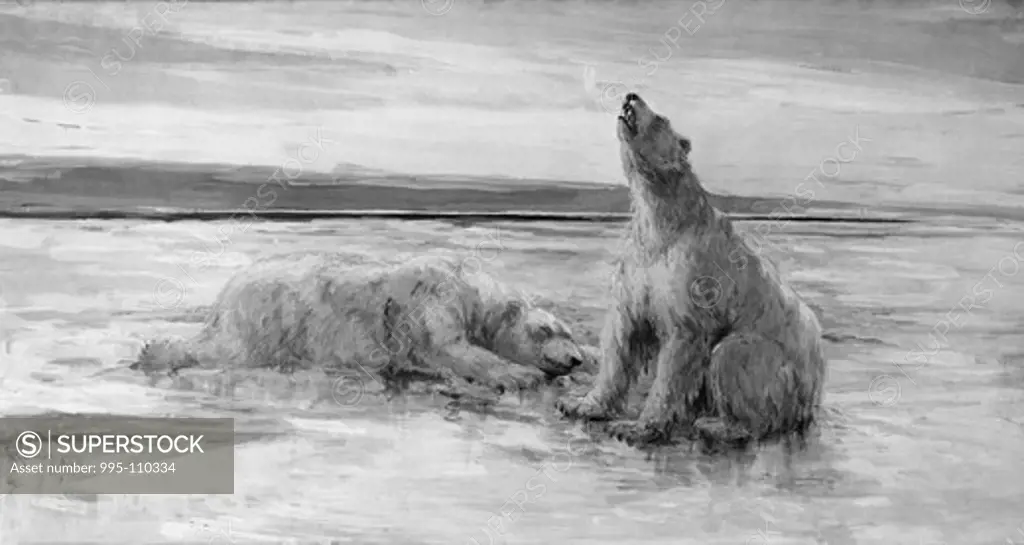 The Ice Bear by Fred Church